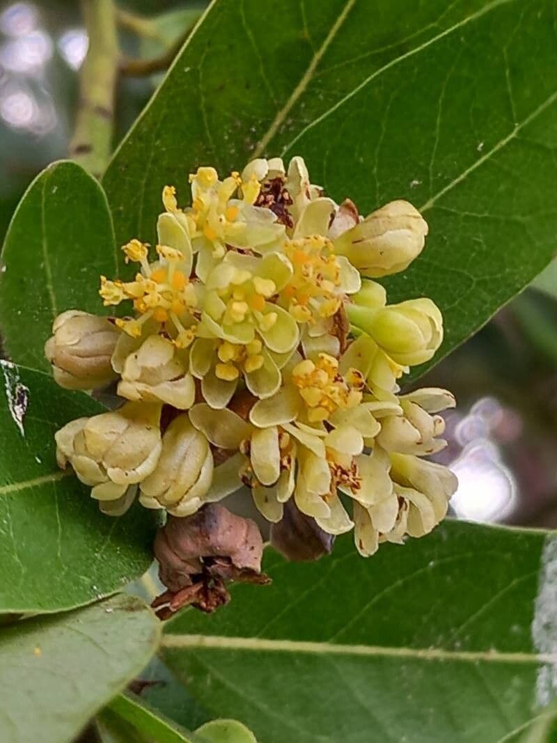 Umbellularia californica