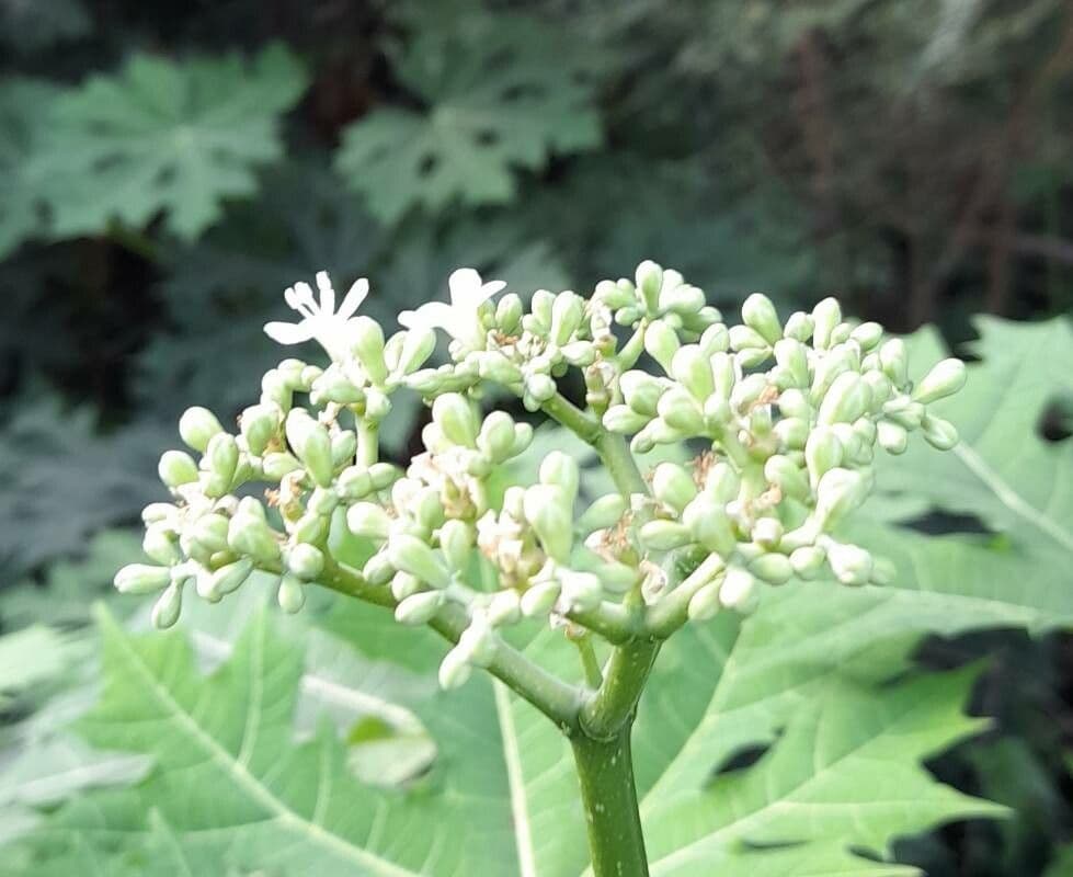 Cnidoscolus aconitifolius