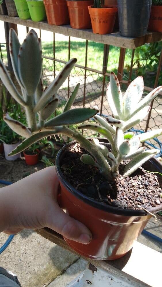 Kalanchoe tomentosa