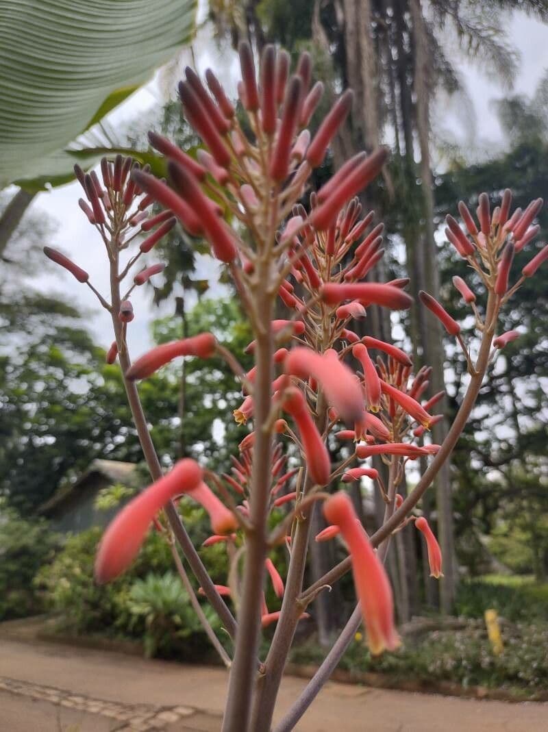 Aloe maculata