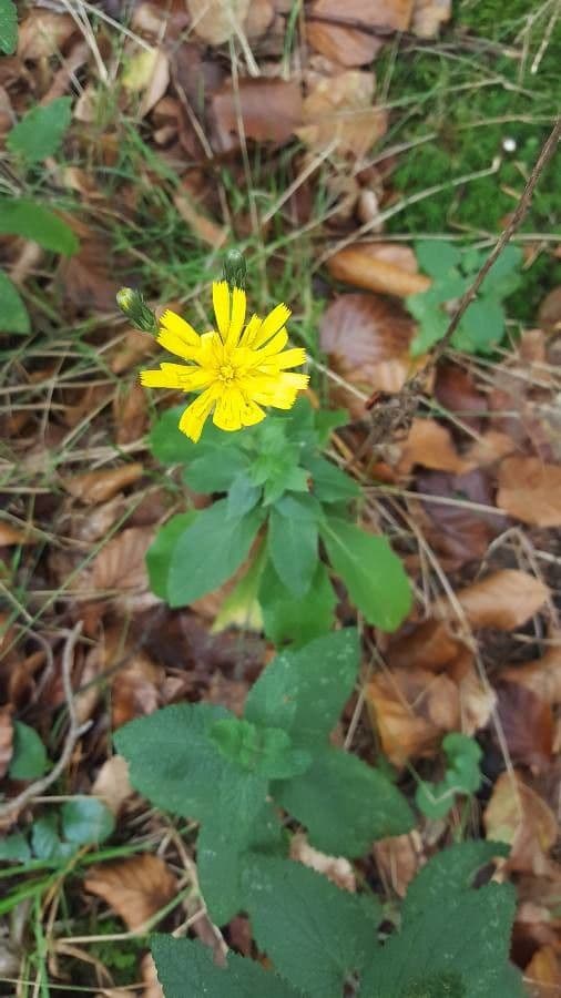 Chrysopsis mariana