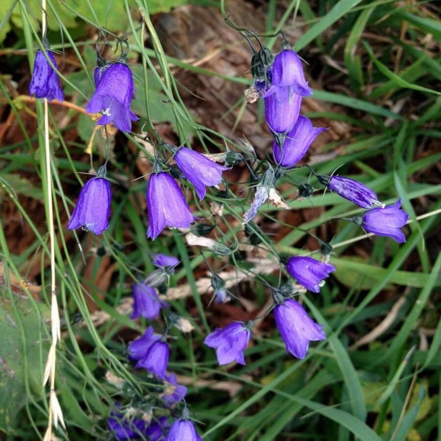 Campanula rhomboidalis