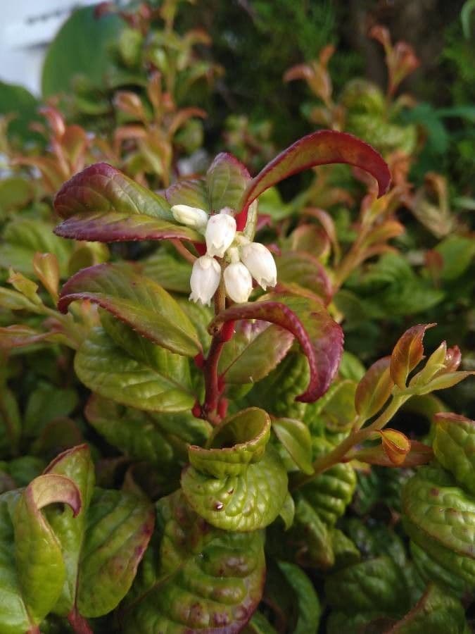 Leucothoe axillaris