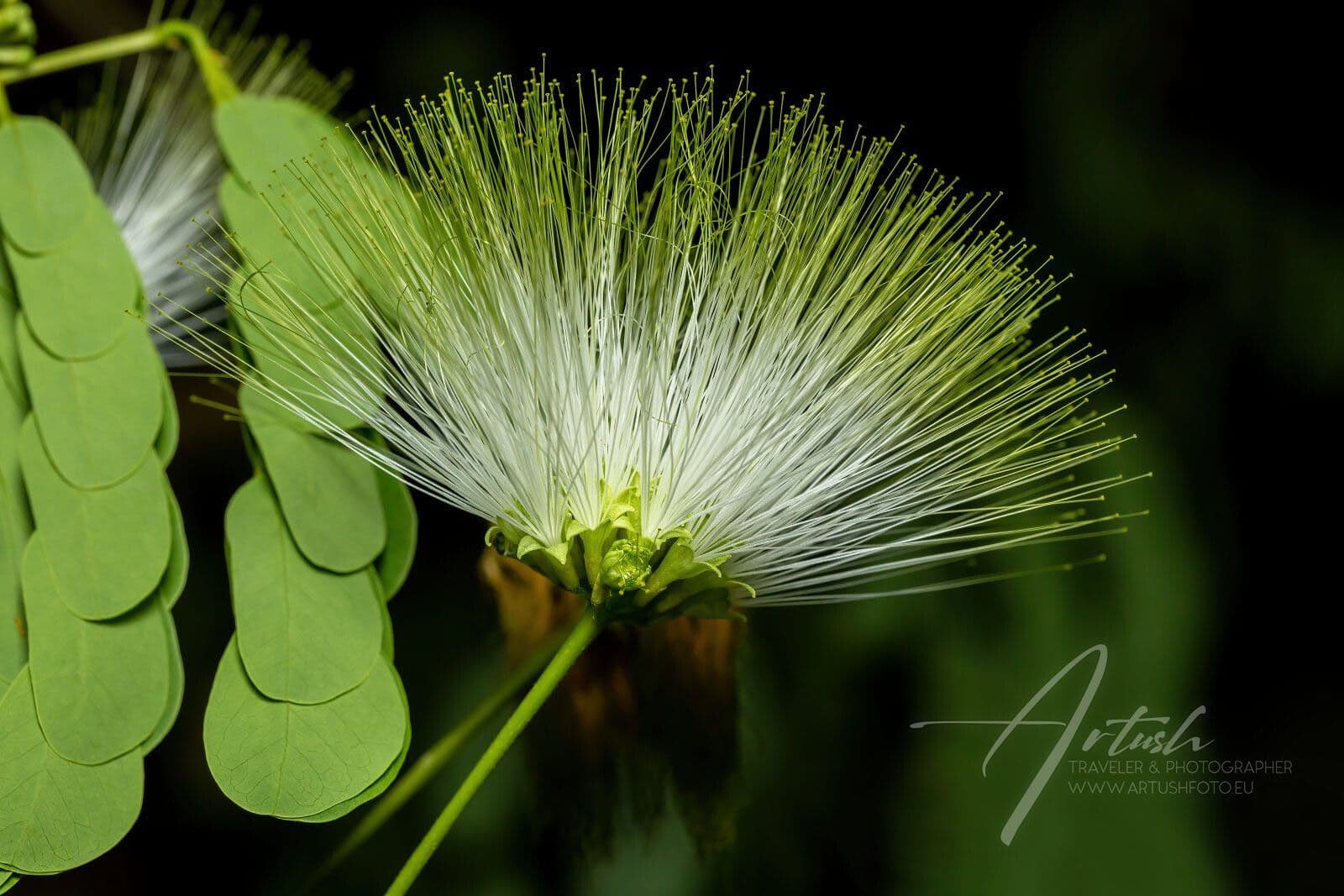 Albizia lebbeck