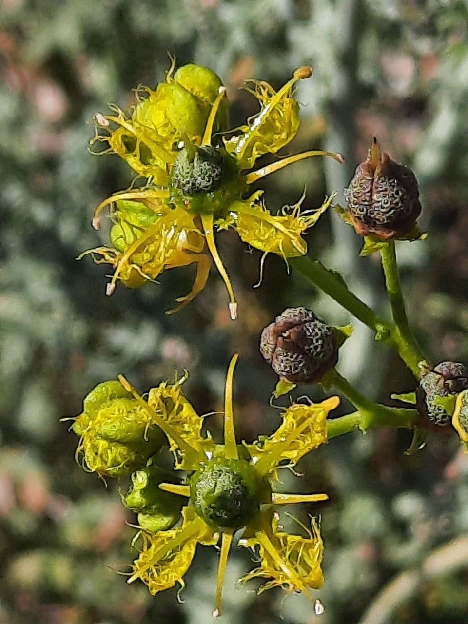 Ruta angustifolia