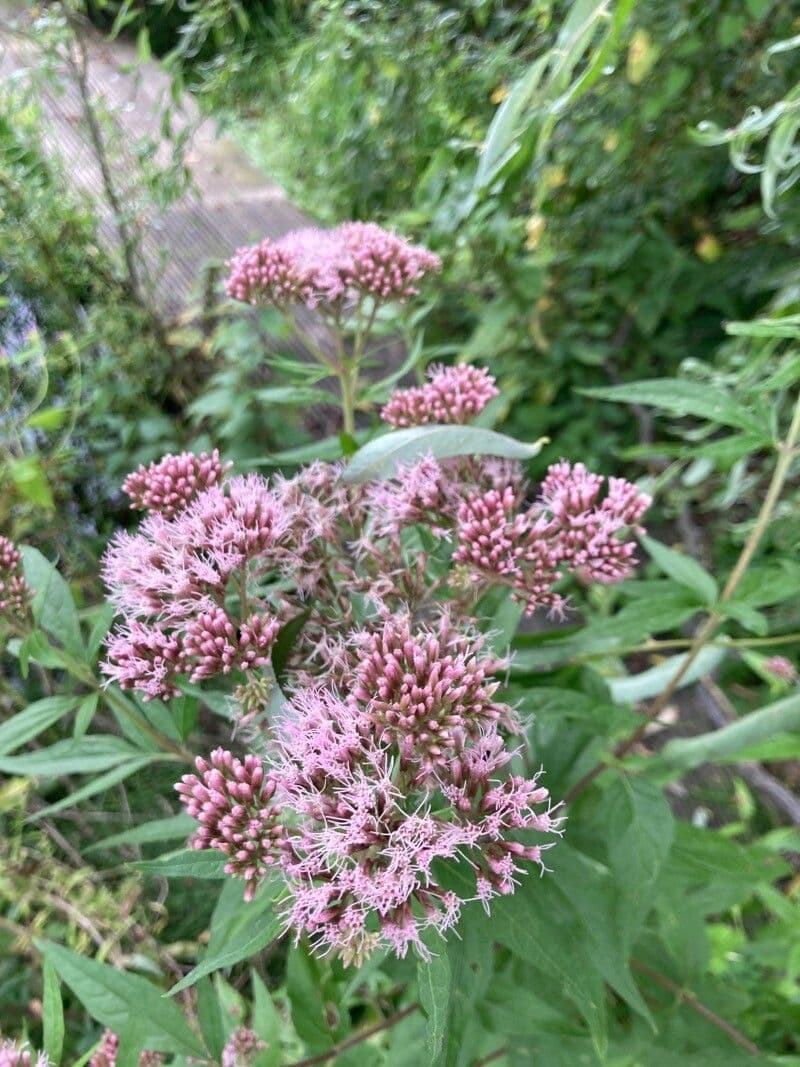 Eupatorium cannabinum