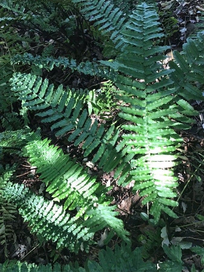 Dryopteris cycadina
