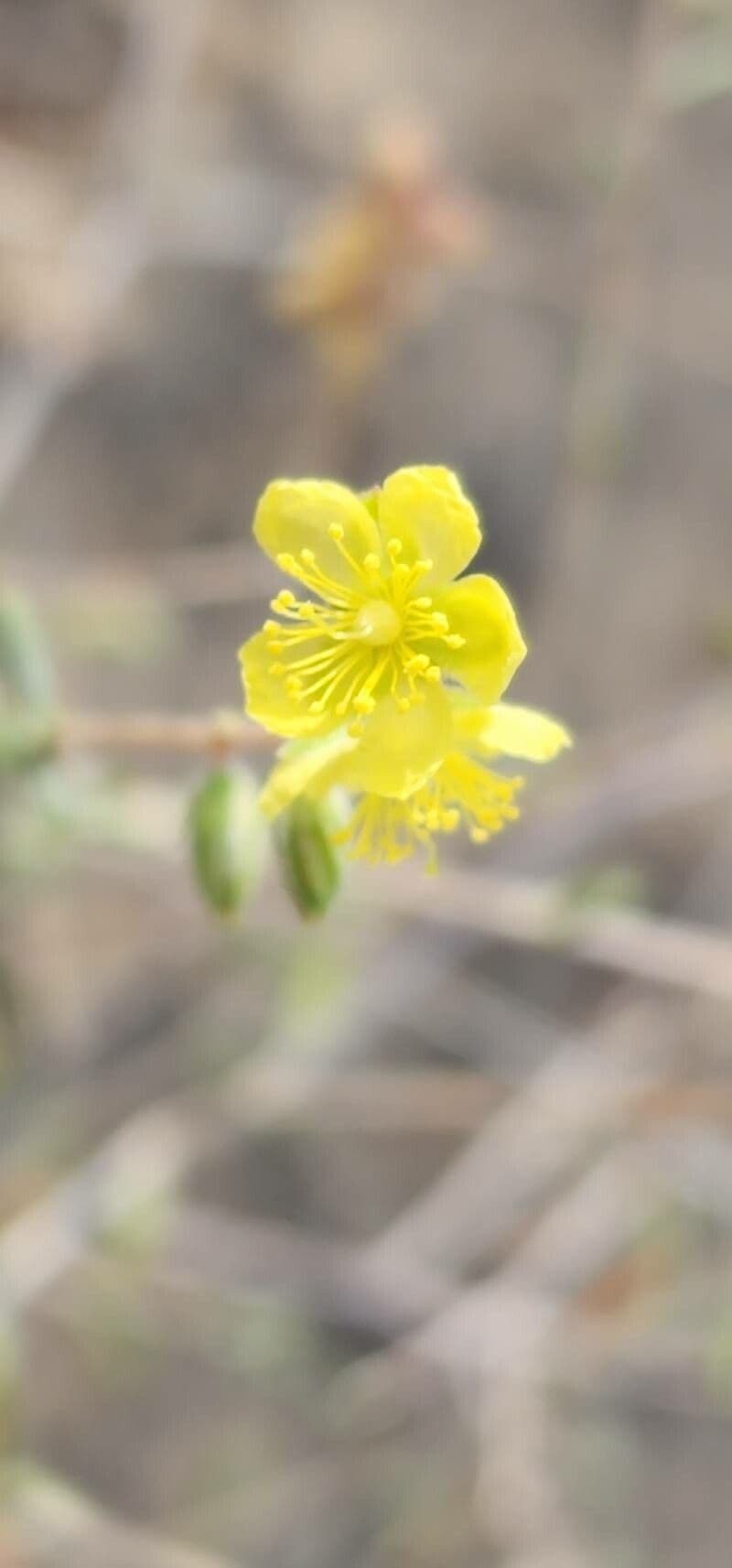 Helianthemum lippii