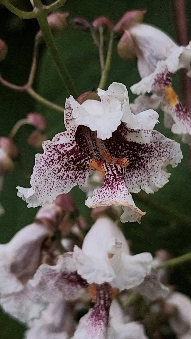 Catalpa bignonioides