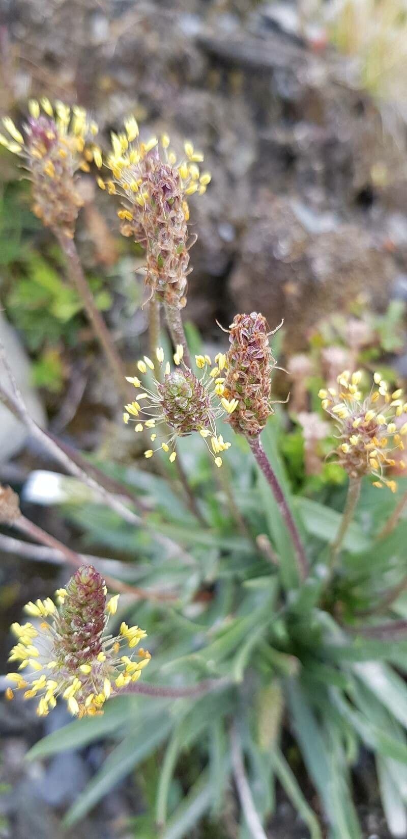 Plantago alpina