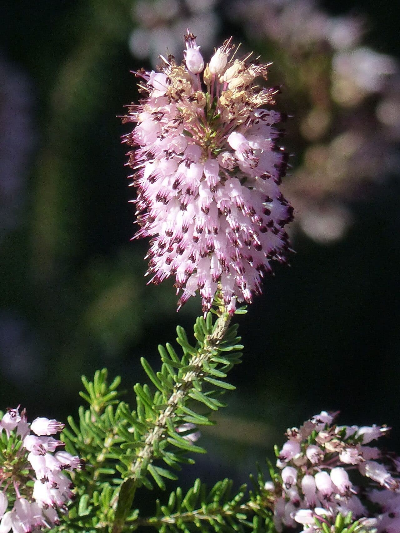 Erica multiflora
