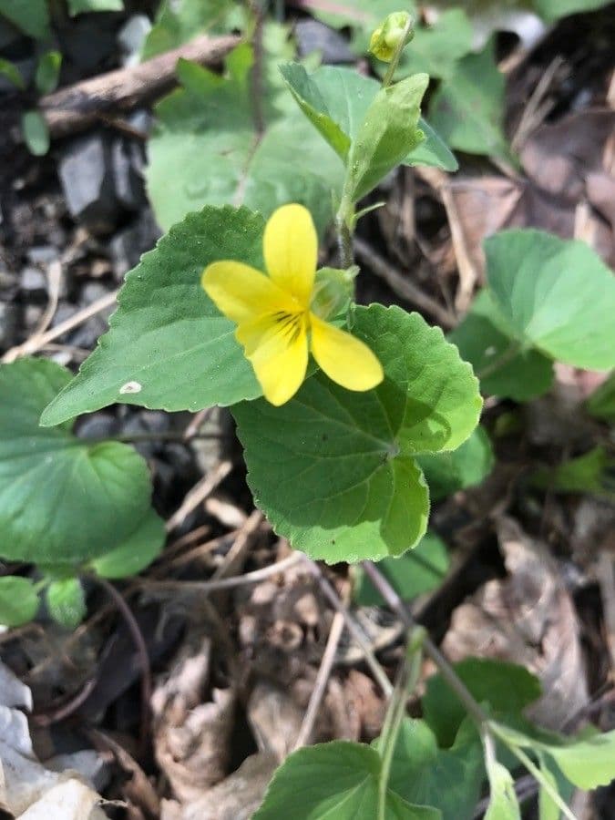 Viola pubescens