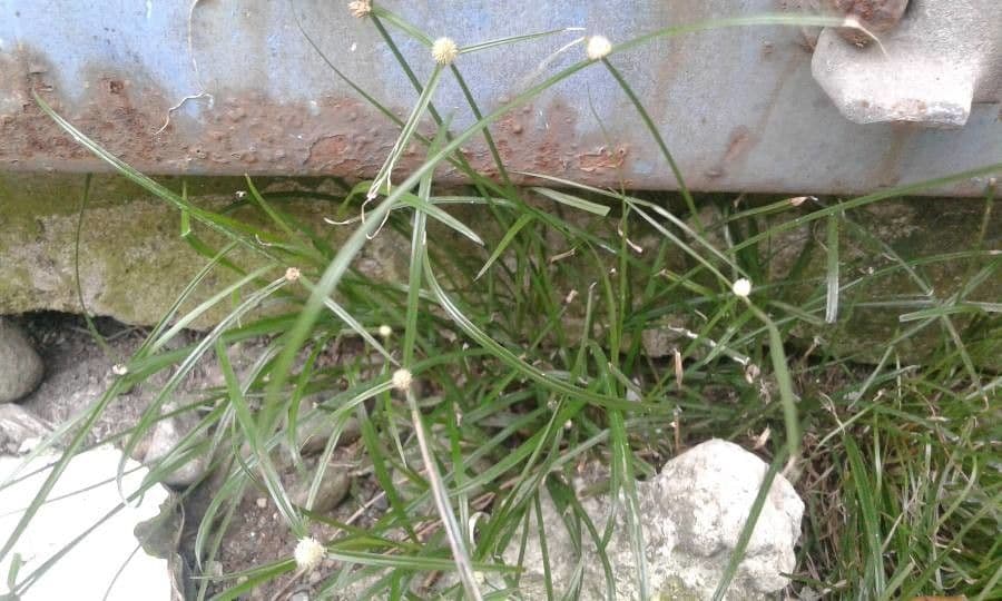 Cyperus brevifolius