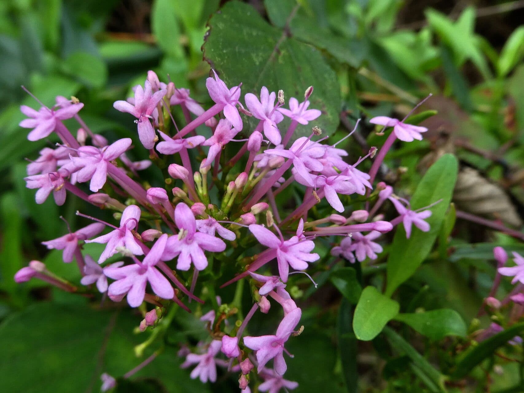 Valeriana angustifolia