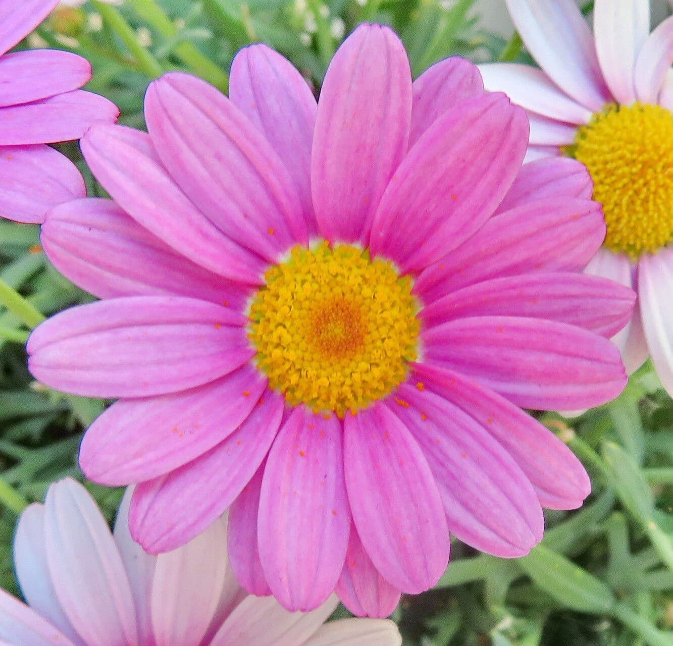 Argyranthemum frutescens