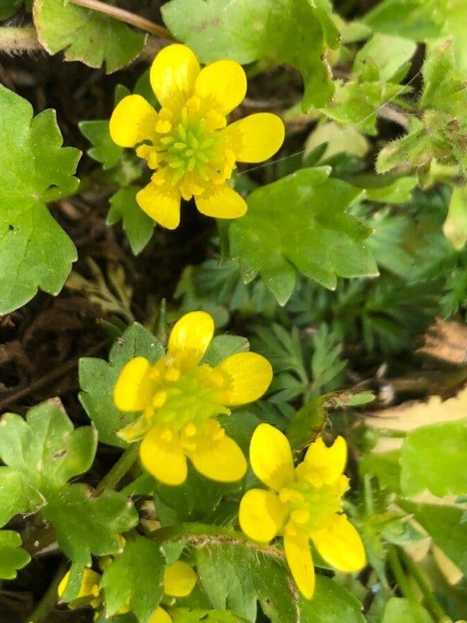 Ranunculus muricatus