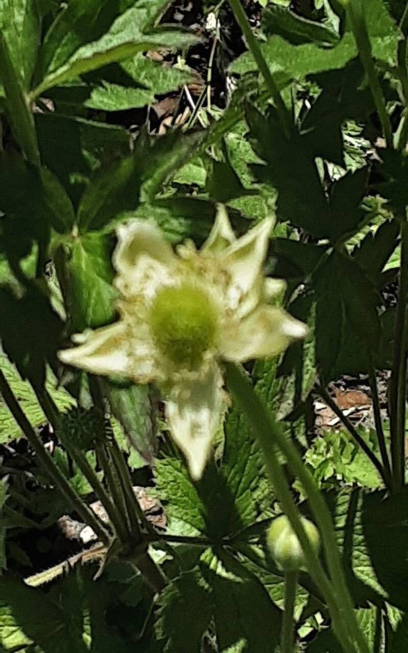 Anemone virginiana
