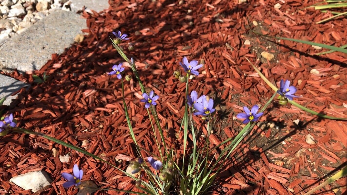 Sisyrinchium montanum