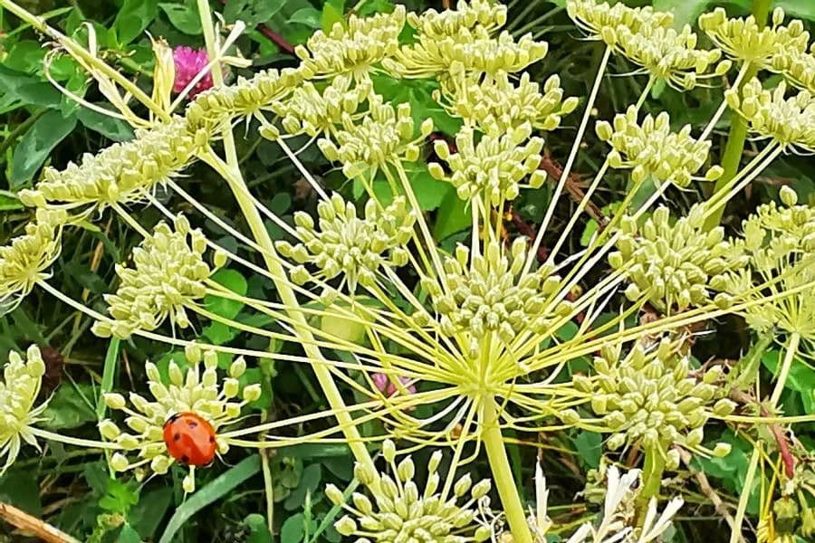 Siler montanum