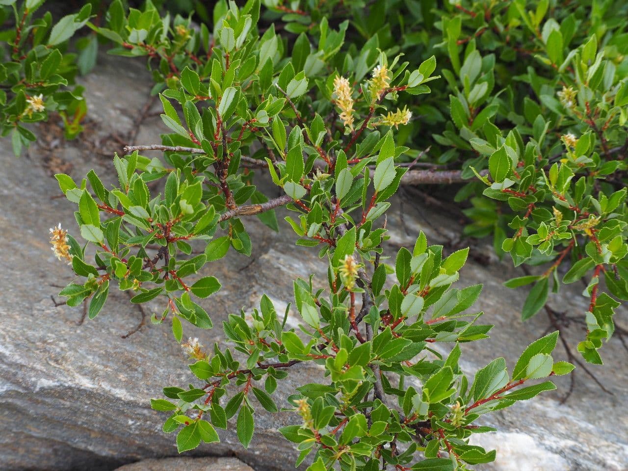 Salix foetida