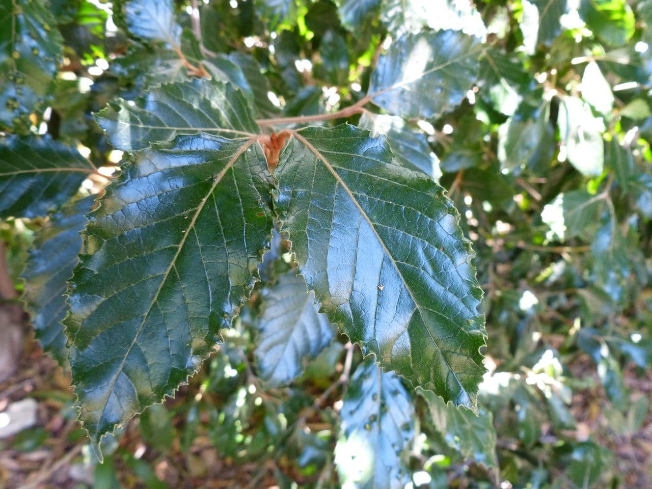 Curtisia dentata