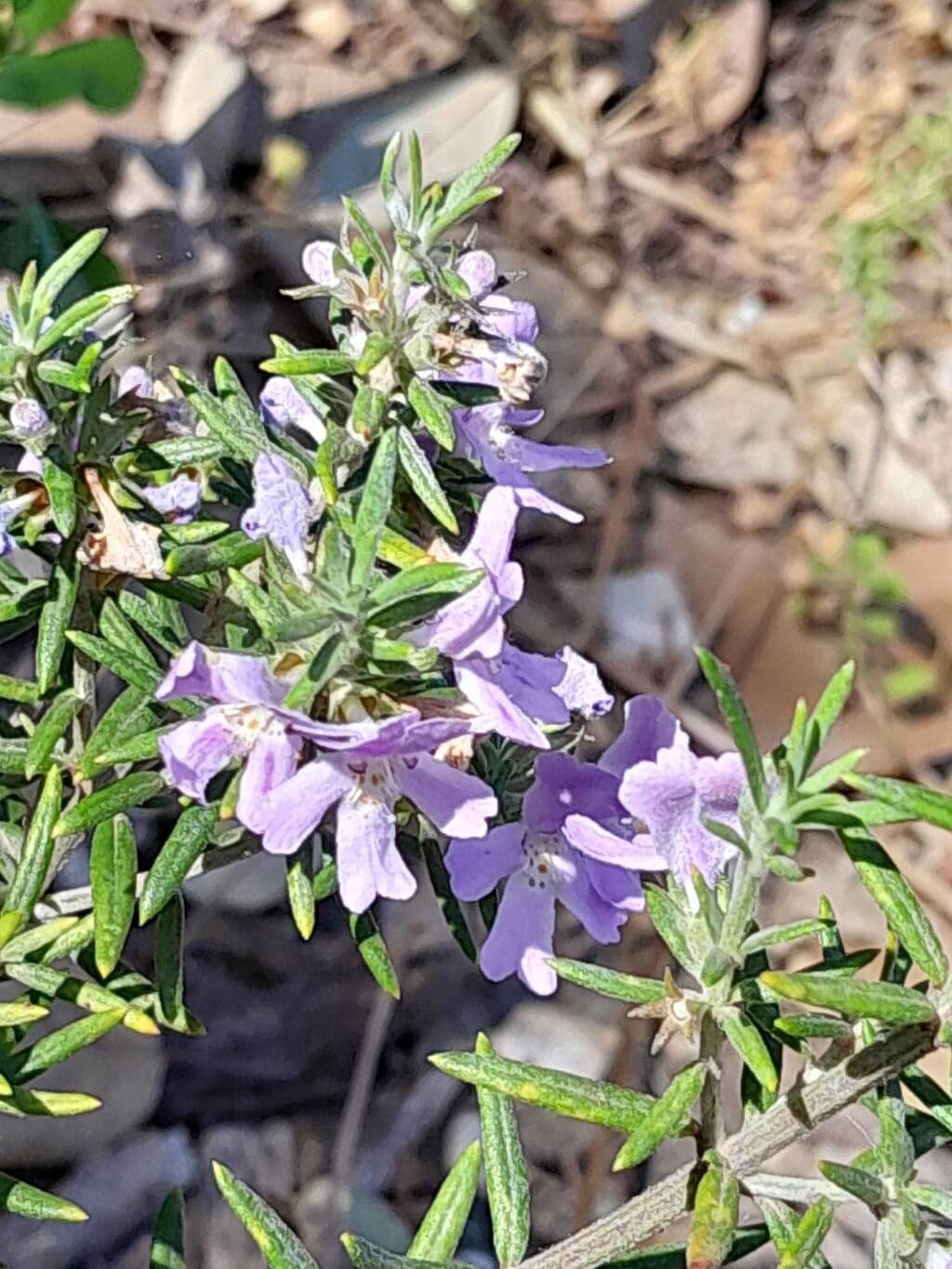 Westringia longifolia