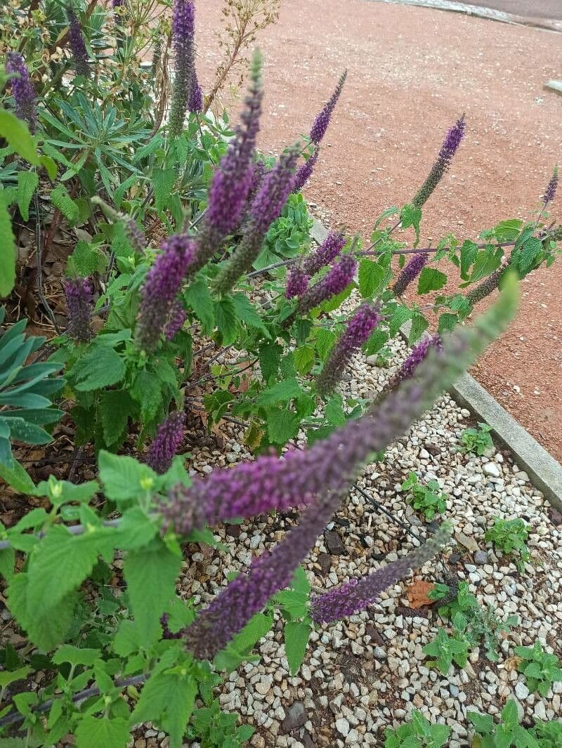 Teucrium hircanicum