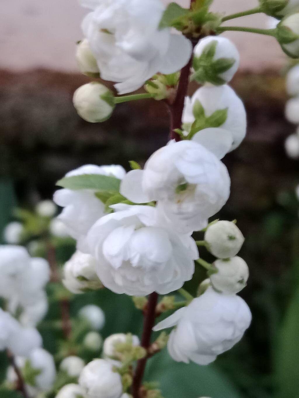 Prunus glandulosa