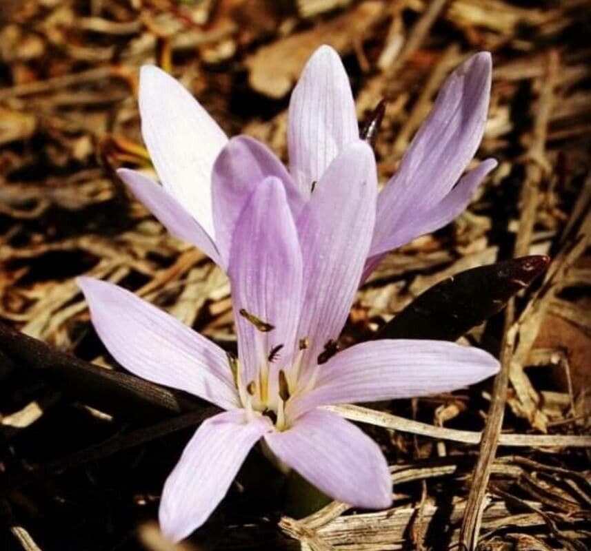 Colchicum cupanii