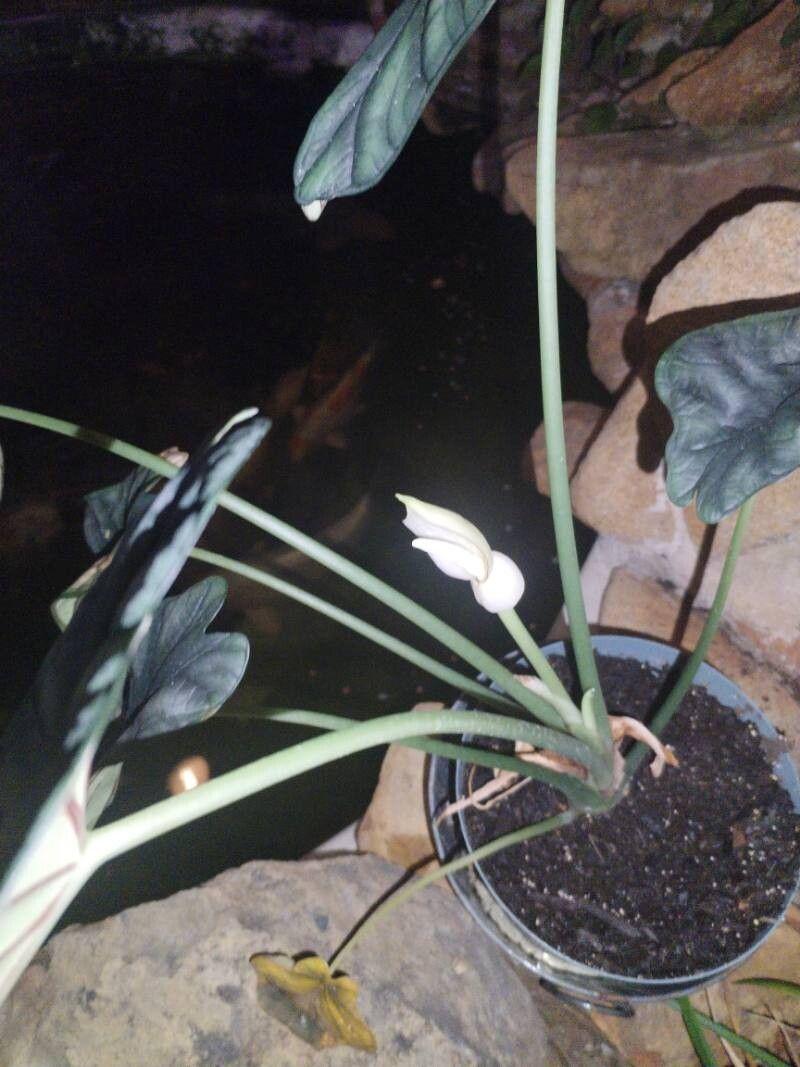 Alocasia baginda