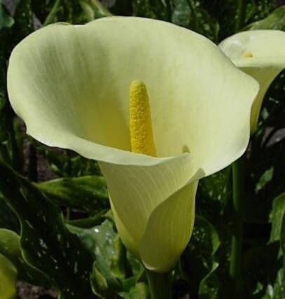 Zantedeschia rehmannii