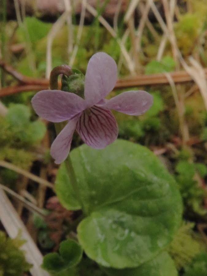 Viola palustris