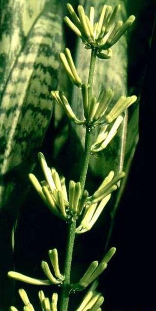 Dracaena trifasciata