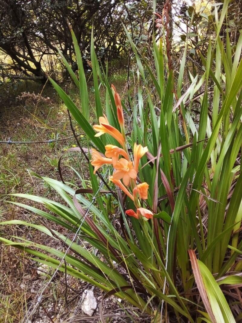 Watsonia meriana