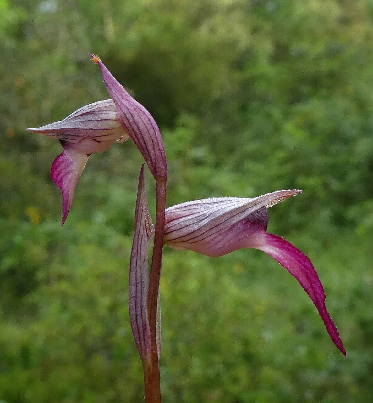 Serapias lingua