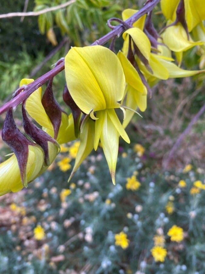 Crotalaria laburnifolia