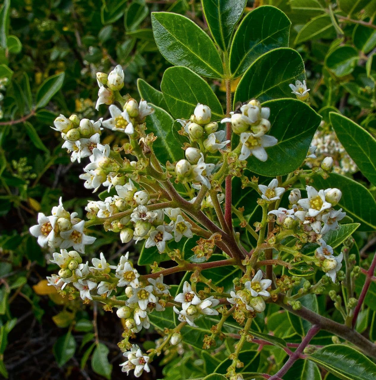 Rhus virens