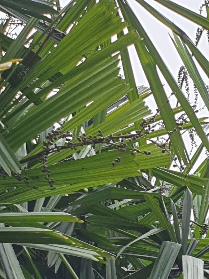 Licuala spinosa