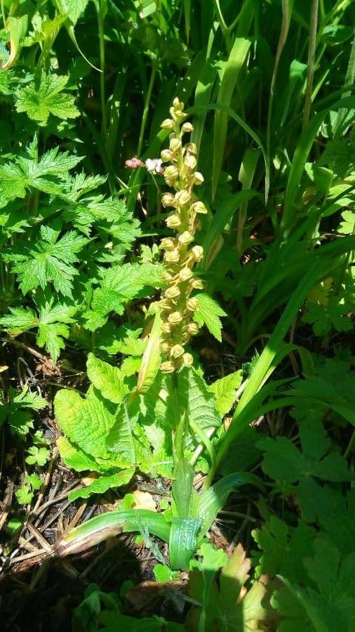 Orchis anthropophora
