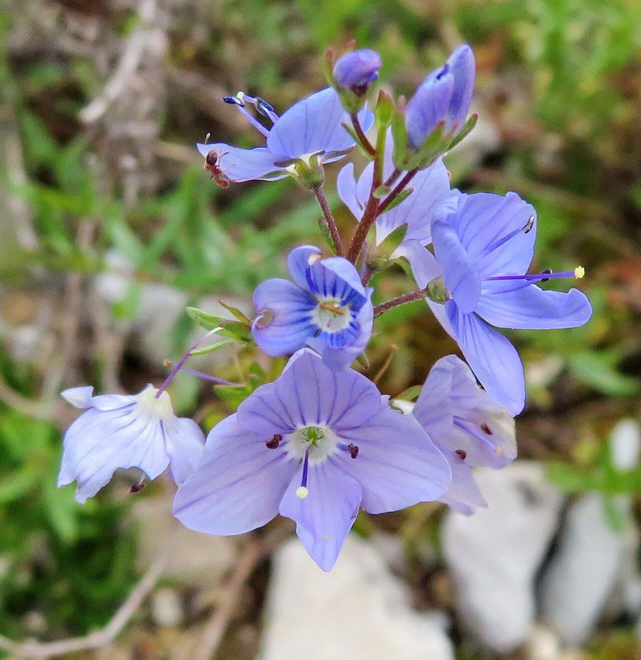 Veronica austriaca