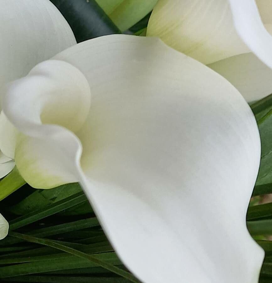 Zantedeschia aethiopica