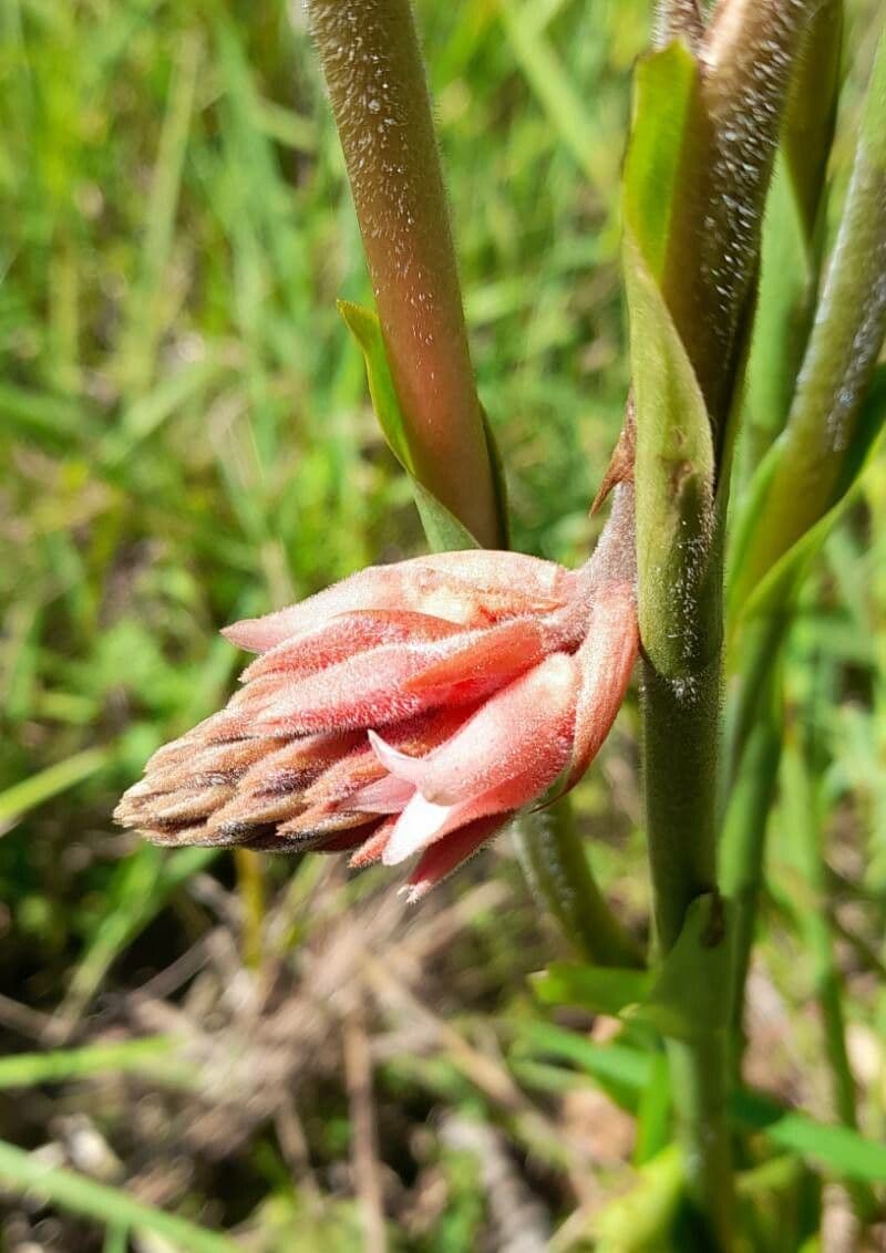 Sacoila lanceolata