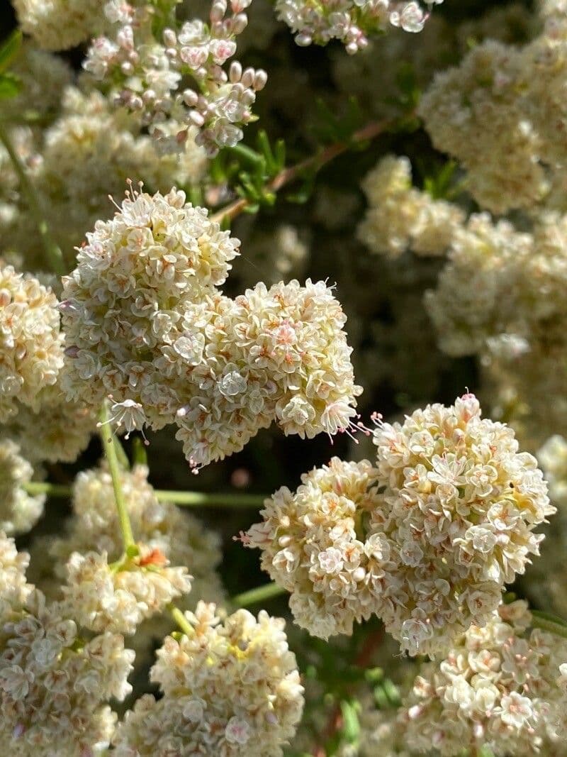 Eriogonum fasciculatum