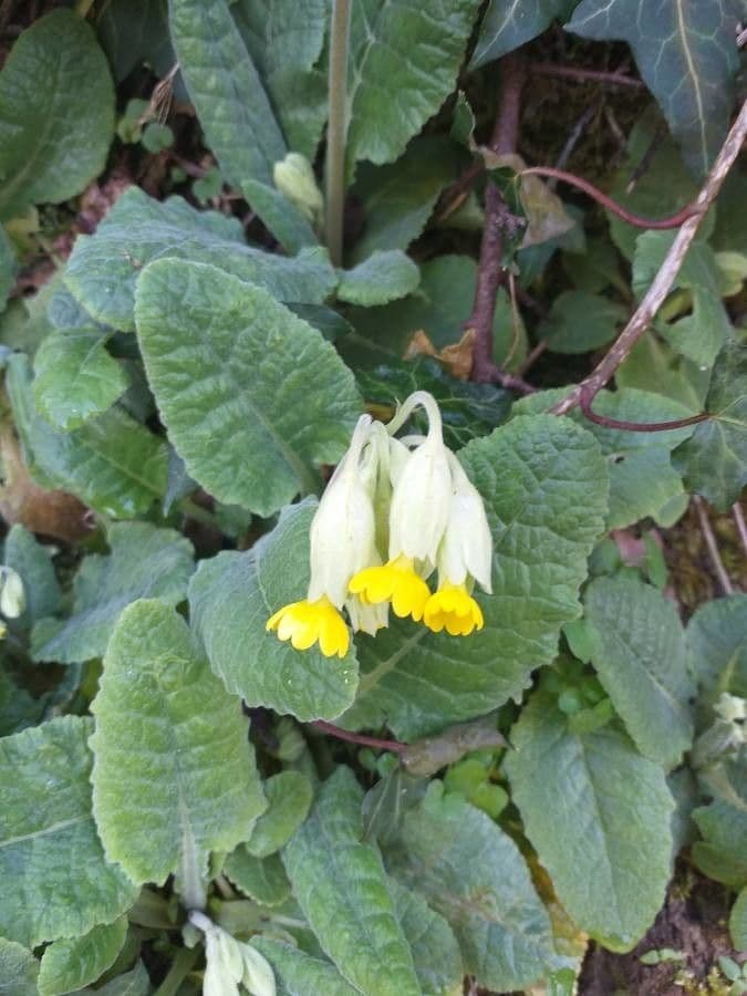 Primula veris