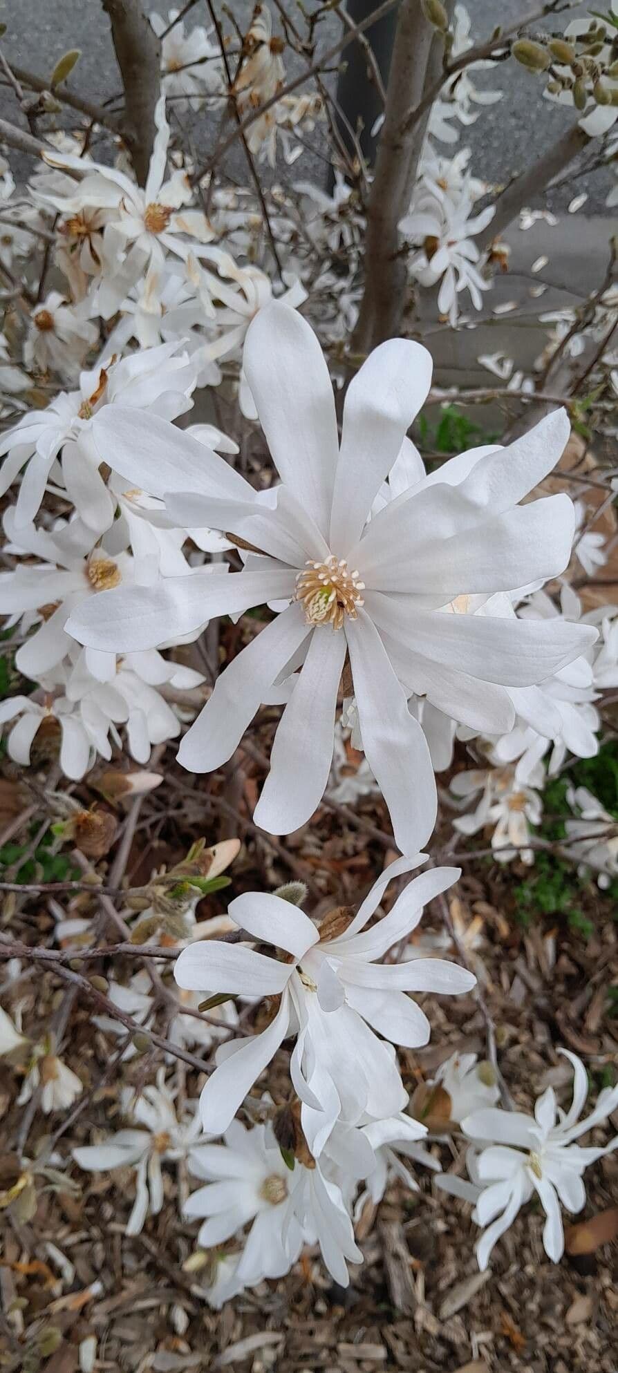 Magnolia stellata