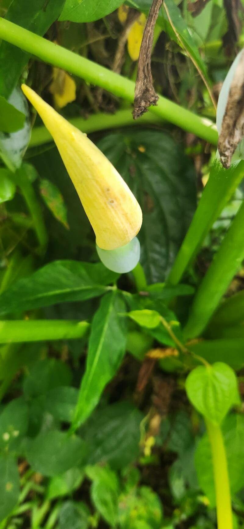 Alocasia macrorrhizos