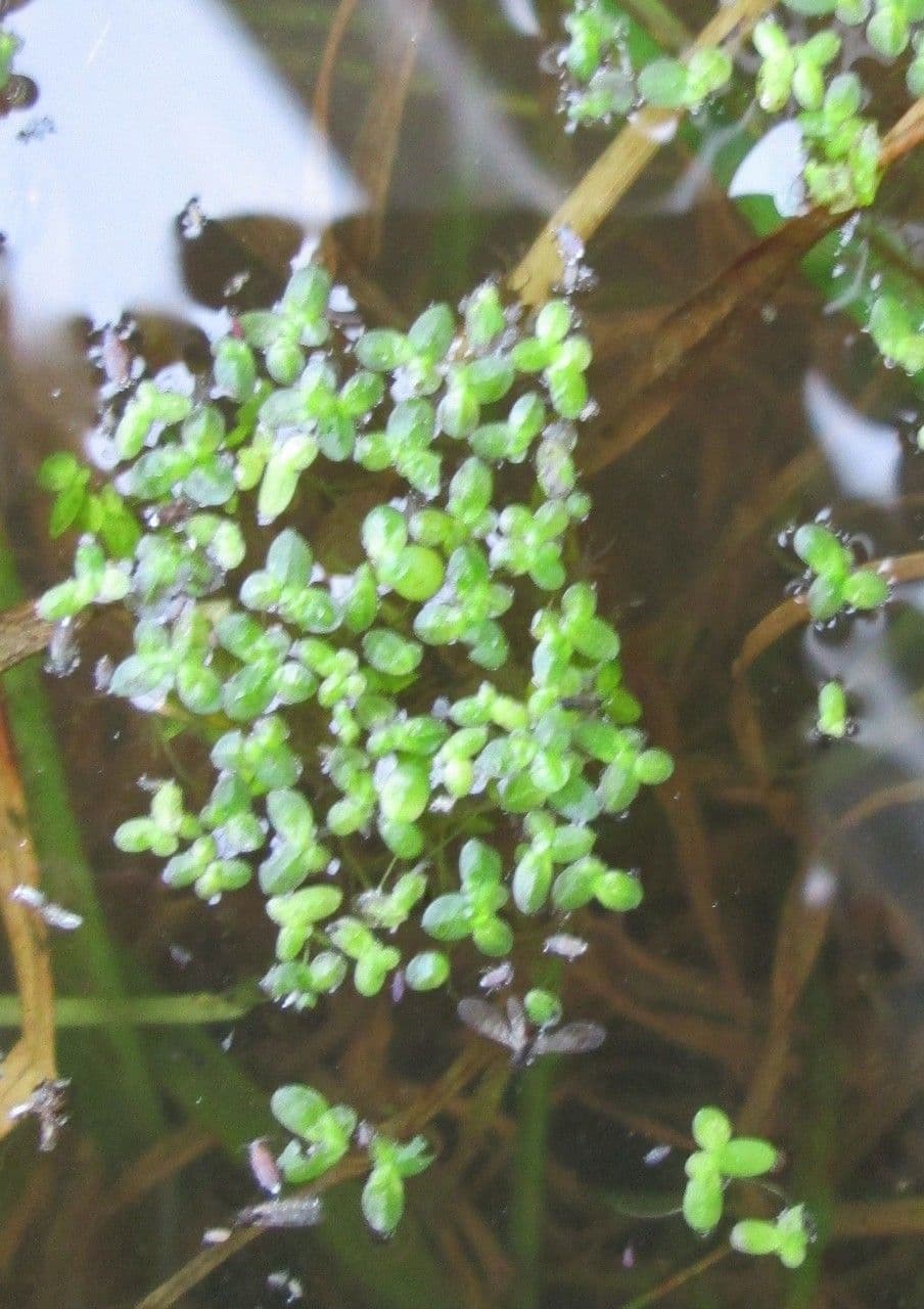 Lemna valdiviana