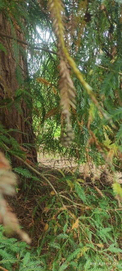How To Grow Sequoia sempervirens | EarthOne