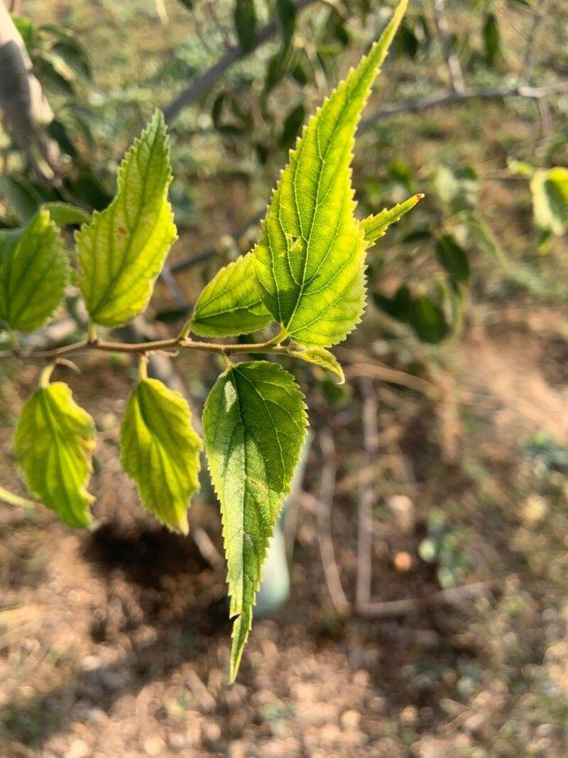 Celtis africana