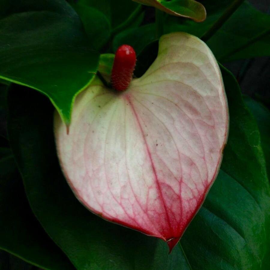 Anthurium andraeanum